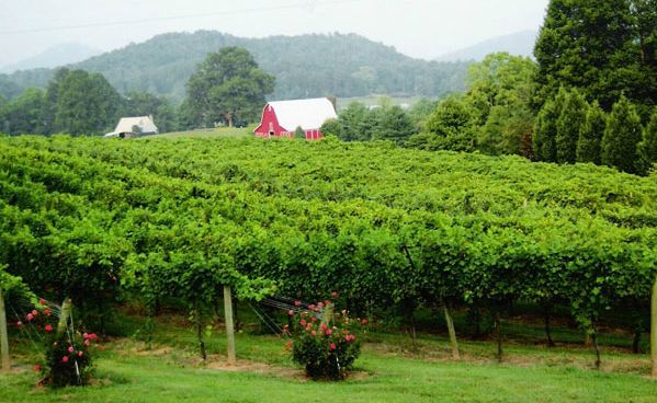 Tiger Mountain Vineyard and Winery near Helen, Ga.