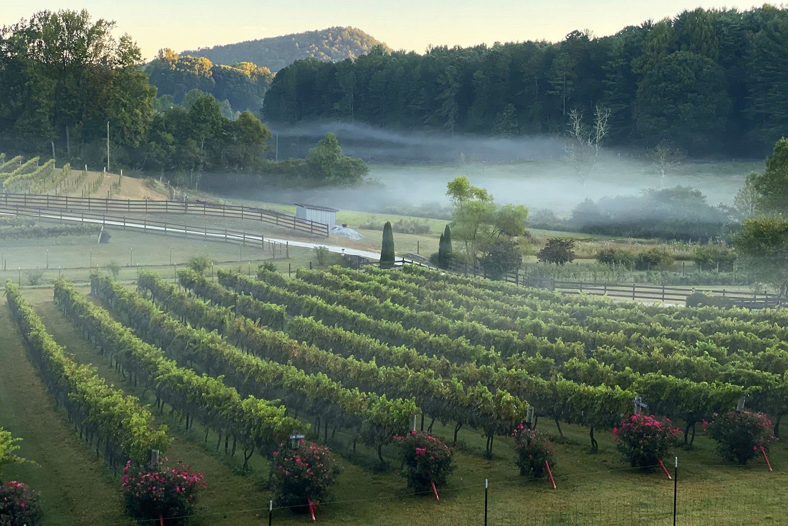 Mist over Stonewall Creek Vineyard.