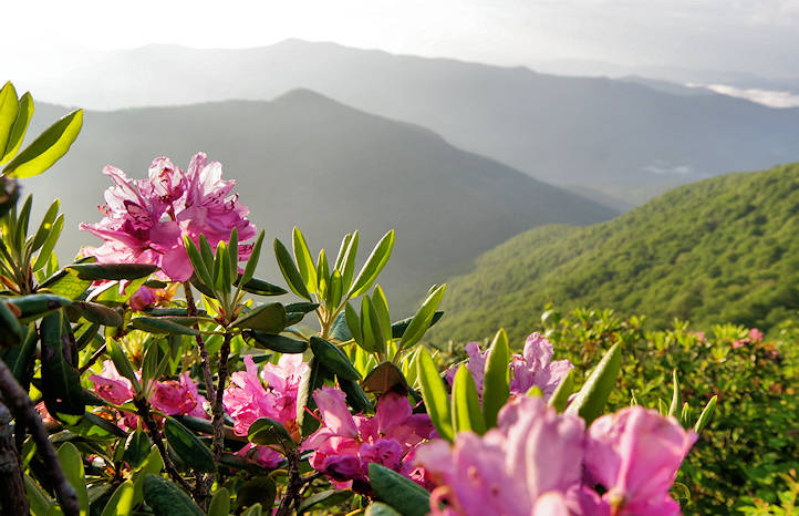 Mountain Laurel at Craggy Garden