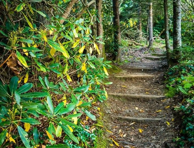 Mountain Laurel on Mount Pisgah hiking trail