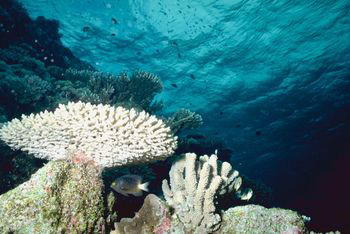 Coral underwater