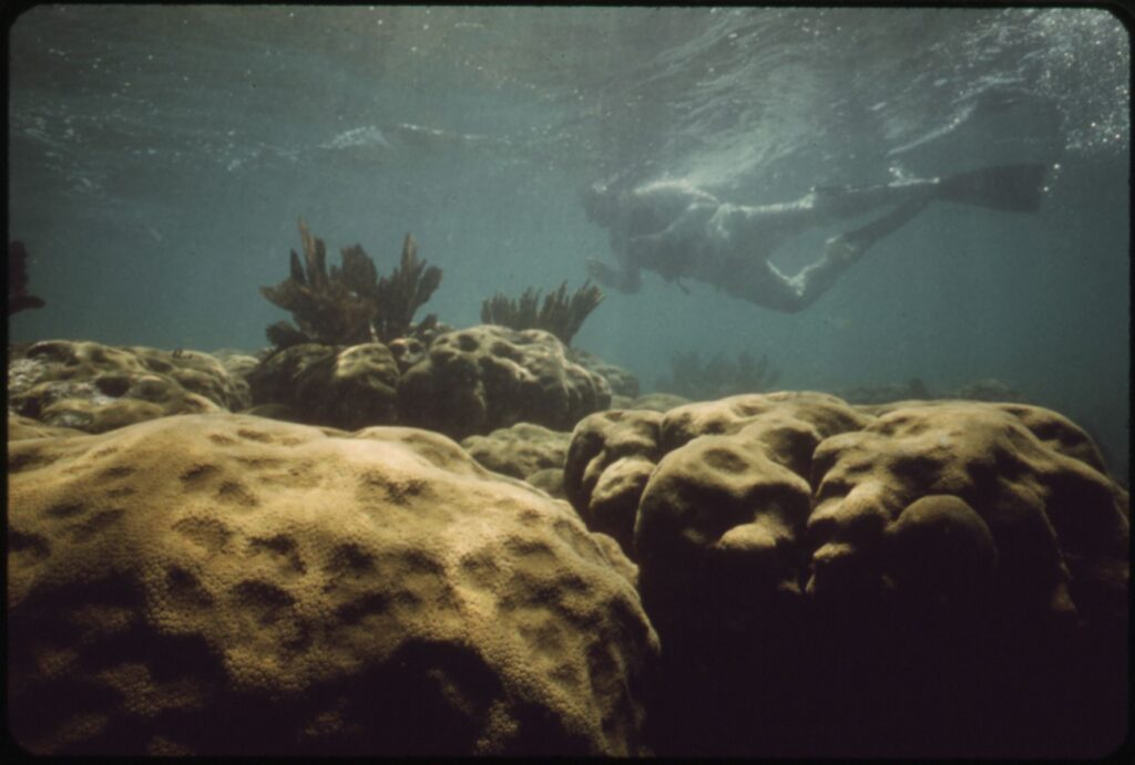 John Pennekamp Key Largo Diving