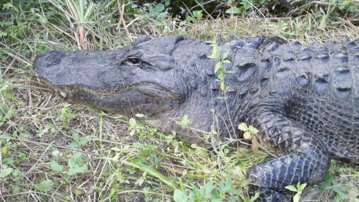 Everglades Alligator Farm