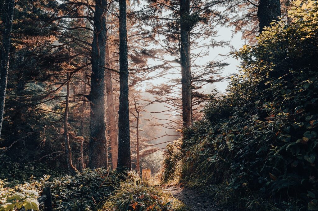 forest, trees, trail-7141417.jpg