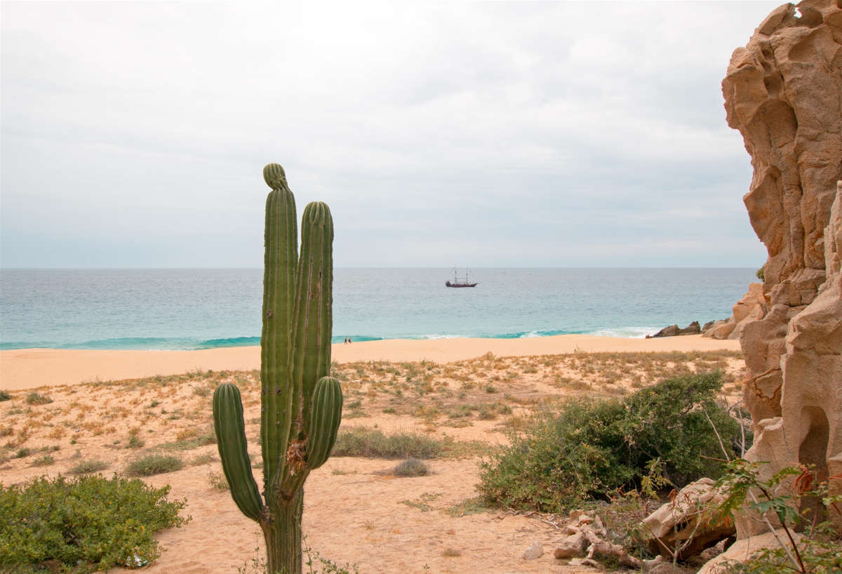 The Native Flora of Los Cabos - Lifestyle Villas