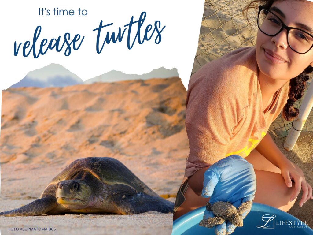Sea Turtle Nesting Season in Los Cabos: A Magical Coastal Encounter