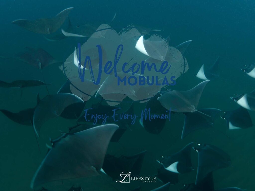 Mobula Season in Los Cabos: Dive into Nature’s Spectacle