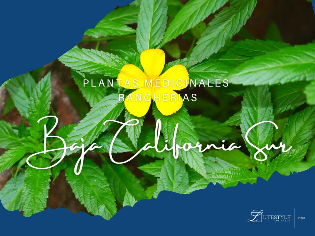 Baja California Sur Herbal Remedies & Living Pharmacies