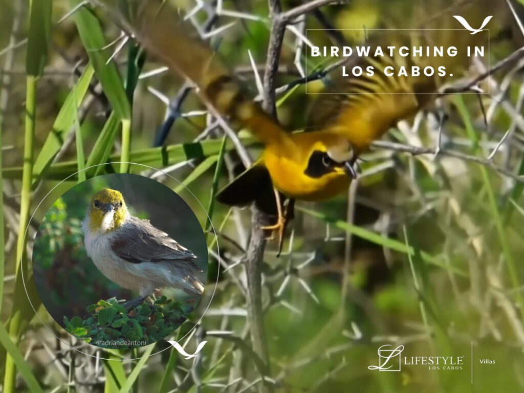 Birdwatching in Los Cabos: A Must-Do Experience in Baja California Sur
