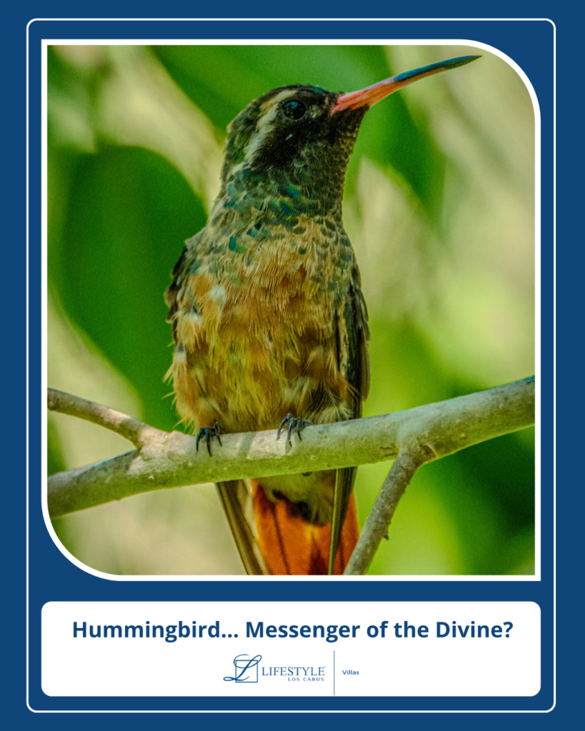 Hummingbird… Messenger of the Divine?