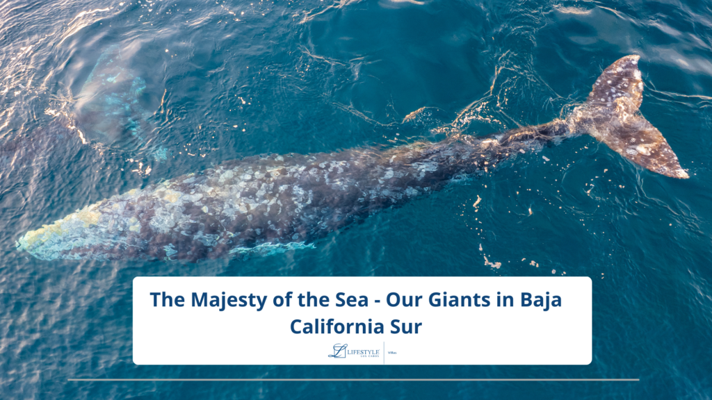 Whale watching season in Los Cabos, Baja California Sur