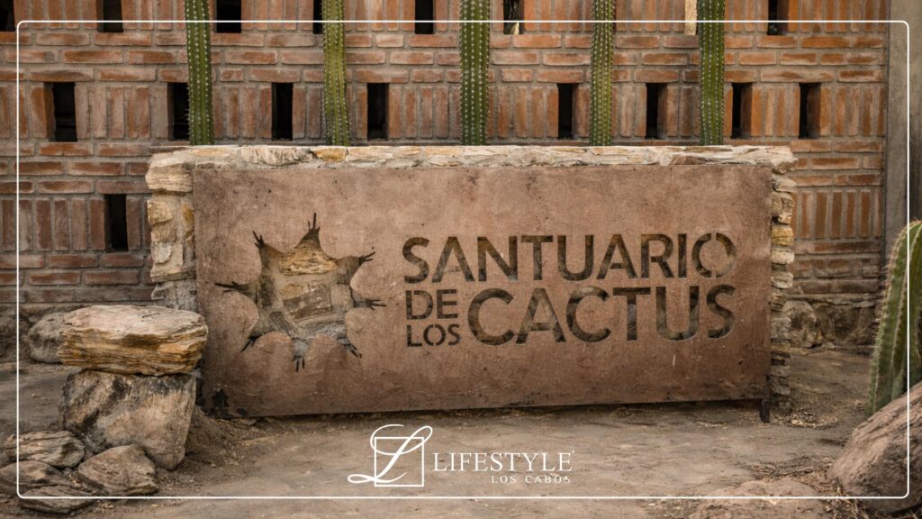 Cactus Sanctuary in Baja California Sur A Hidden Ecotourism Gem Near Cabo San Lucas