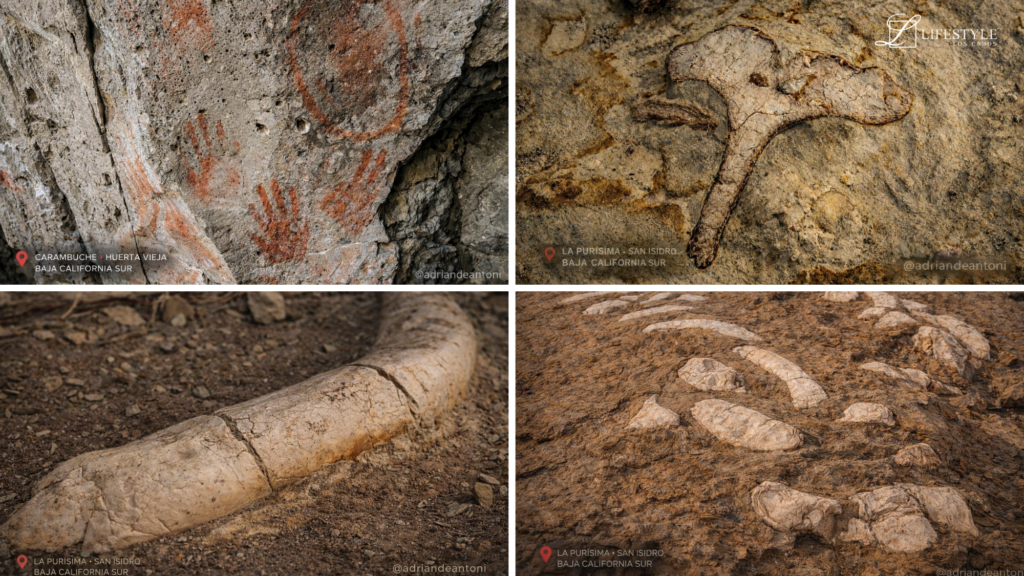 Paleontological Wealth in Baja California Sur – The Energy of Our Ancient Lands