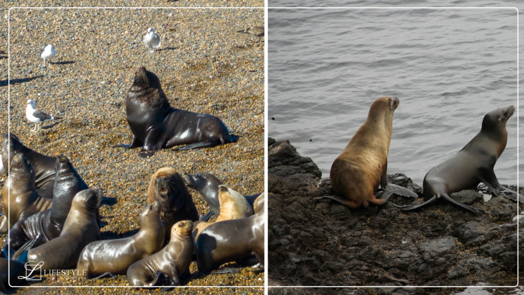 Marine Mammals & Sea Lions | Importance, Ecosystem Role & Cabo Travel Guide