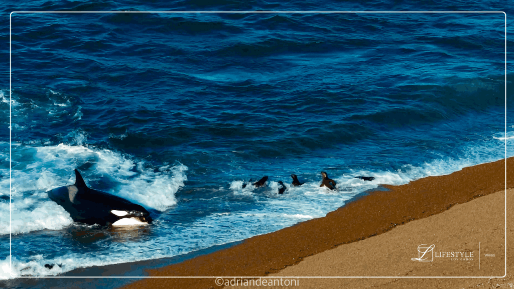 Orcas Intelligence in the-Ocean
