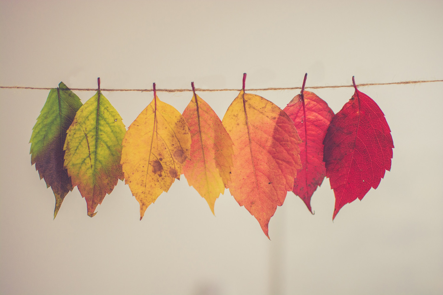 image of dried leaves 