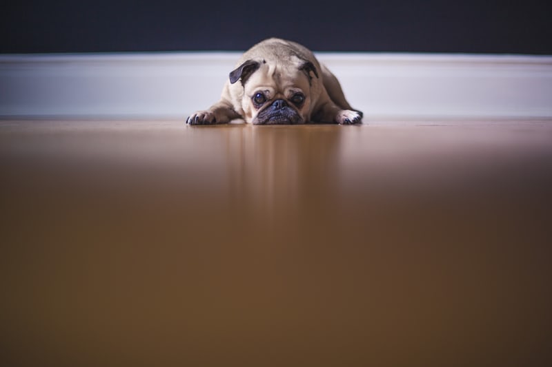 A forlorn pug lying down with a contemplative expression on a polished wooden floor in a premium pet friendly long term rental property in Sydney, gazing directly into the camera.
