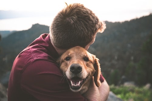 A heartfelt moment as a man hugs his joyful golden retriever while staying in a premium pet friendly short term rental property in Sydney.