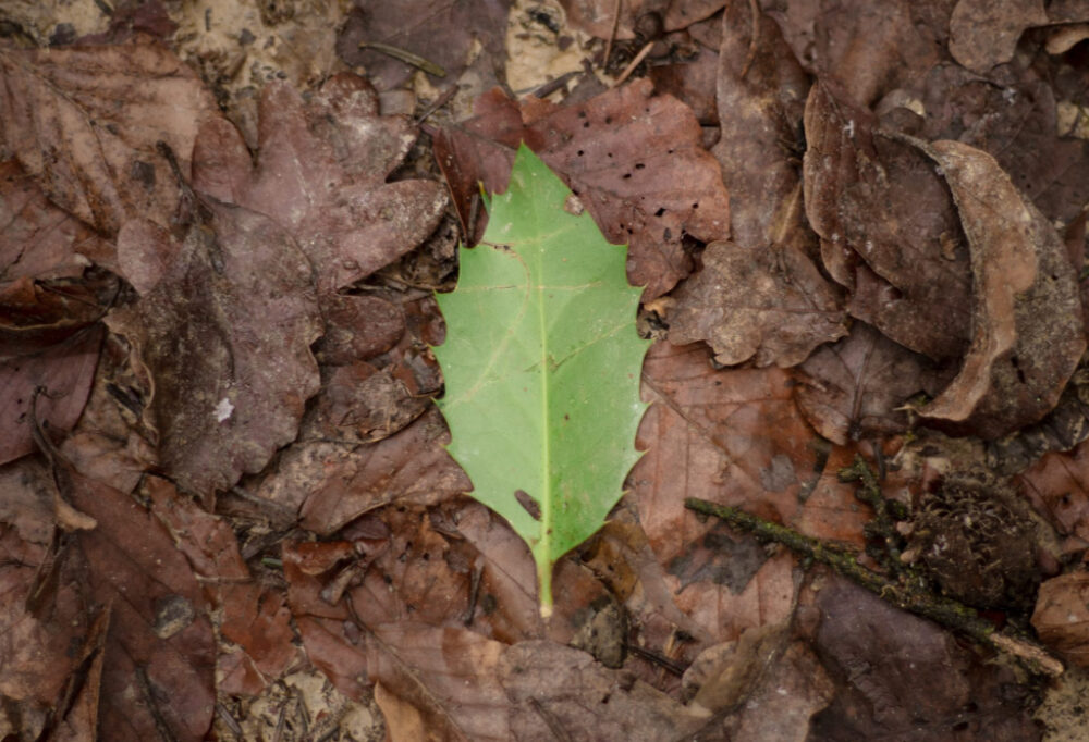 image of green leaf with brown leaves