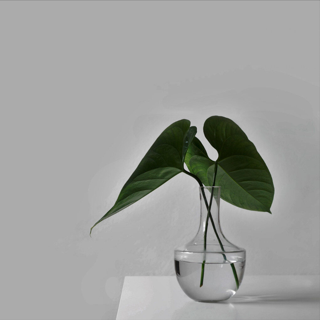 image of indoor plant