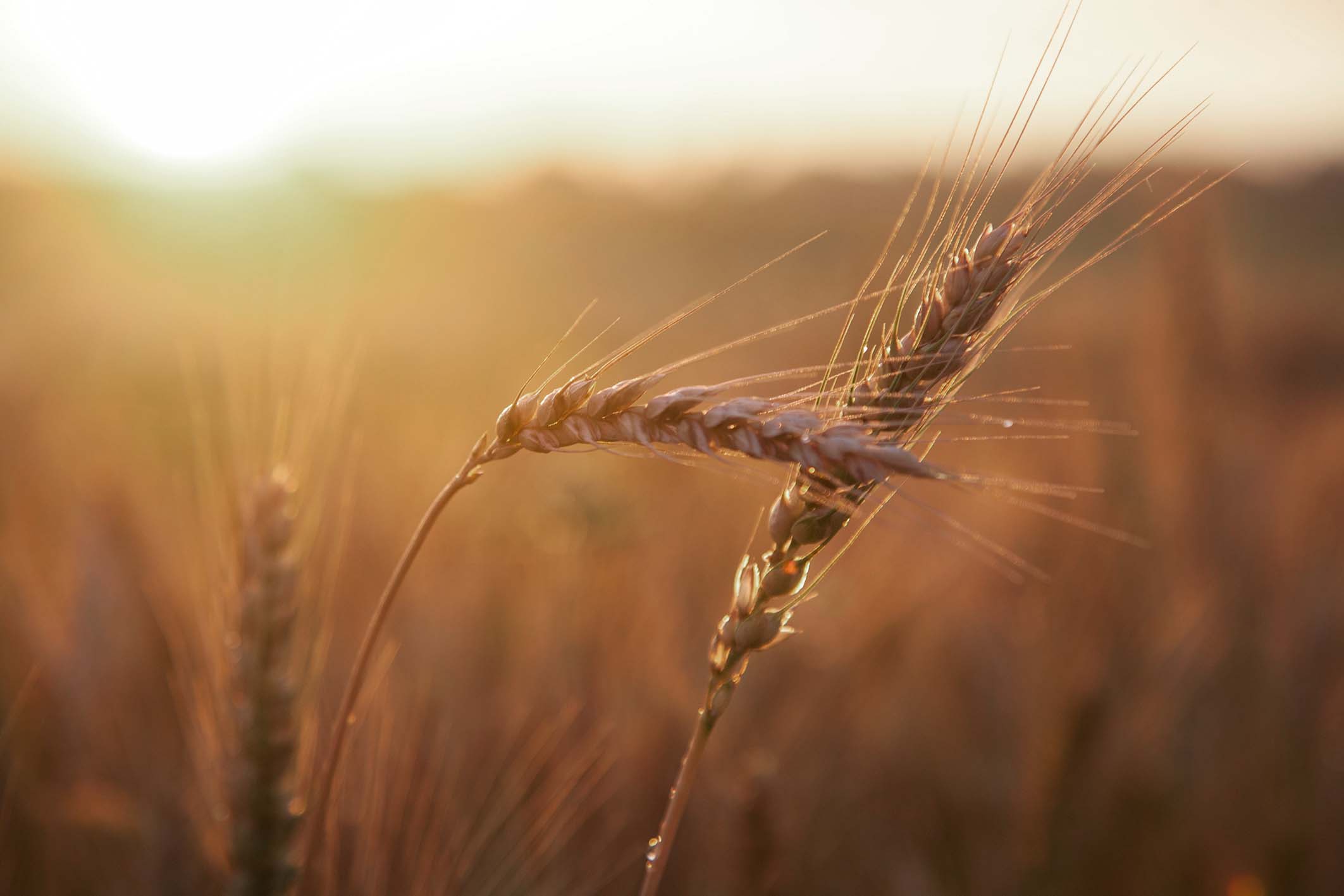image of wheat grass