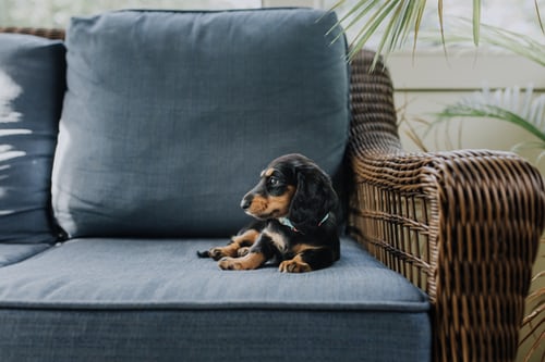 image of pet dog on couch