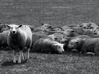 image of sheeps in the field