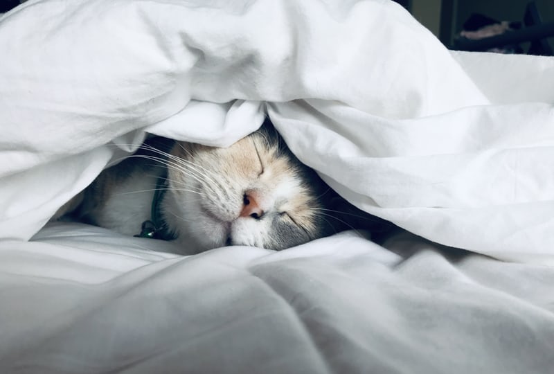 cute sleeping cat on bed