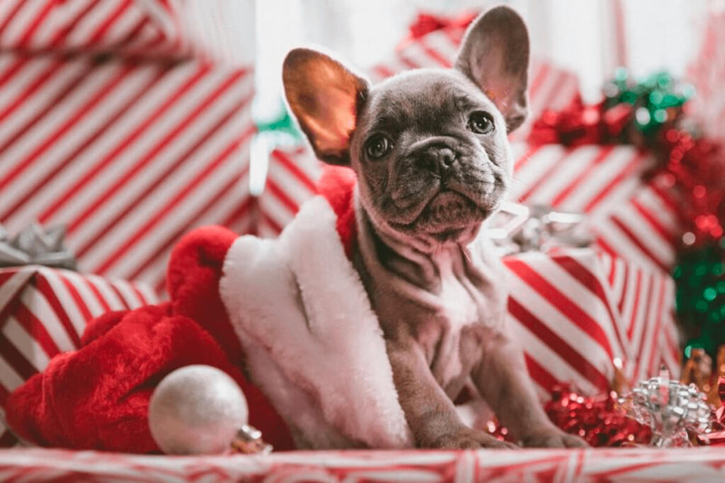 dog in Christmas background