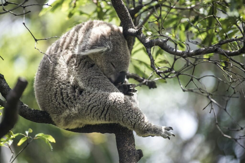 Koala asleep in tree at Taronga Zoo