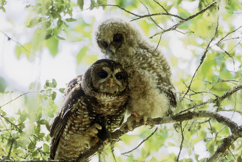 spotted owl and its baby snuggled on a branch in the forest