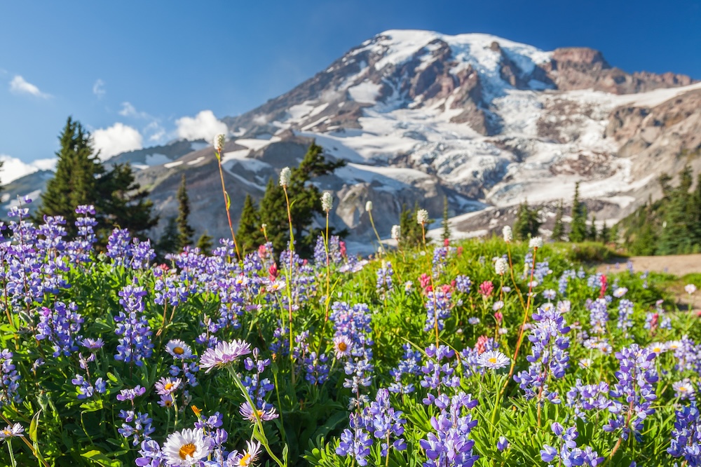 Broadleaf wildflowers of Mount Rainier