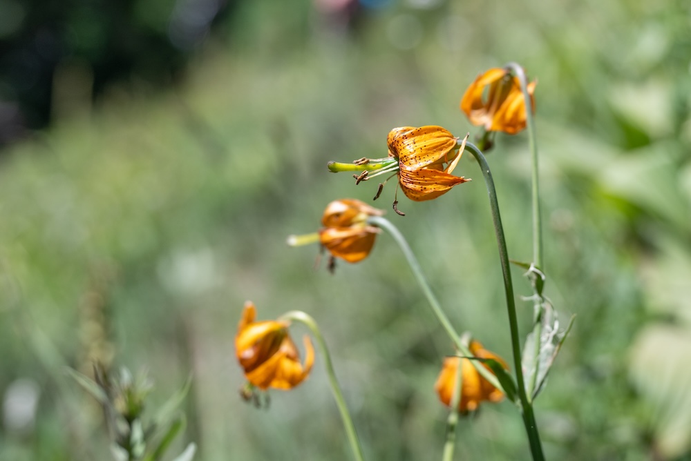 Close up of Tiger Lily blossoms in Mount Rainier National Park