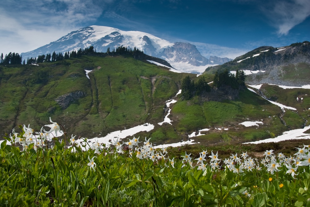 Avalanche Lily wildflowers in Mount Rainier National Park