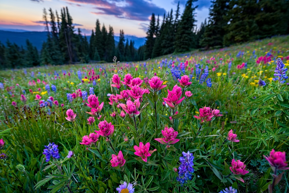 magenta paintbrush wildflower Mount Rainier National Park