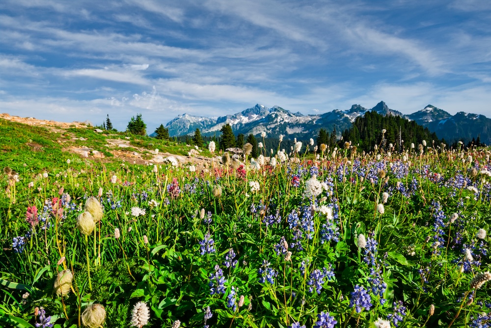 Wildflowers Blooming in the Paradise Valley Mount Rainier Park