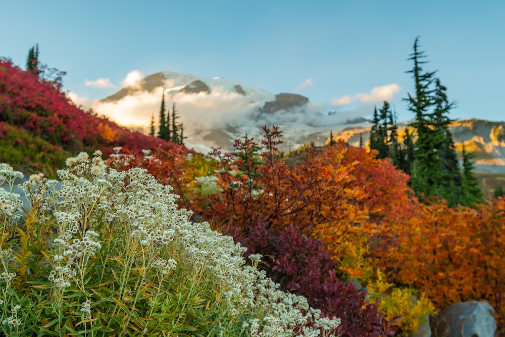 fall colors at mount rainier national park