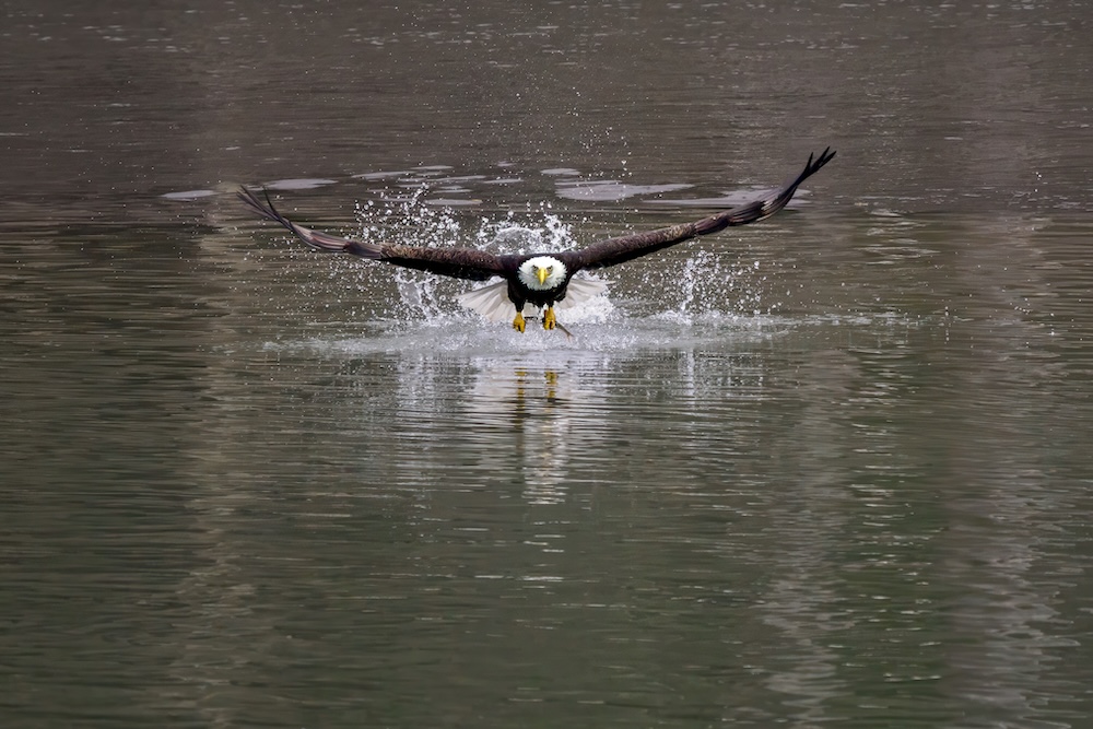 bald eagle taking flight across the Cowlitz River near Packwood, WA. 