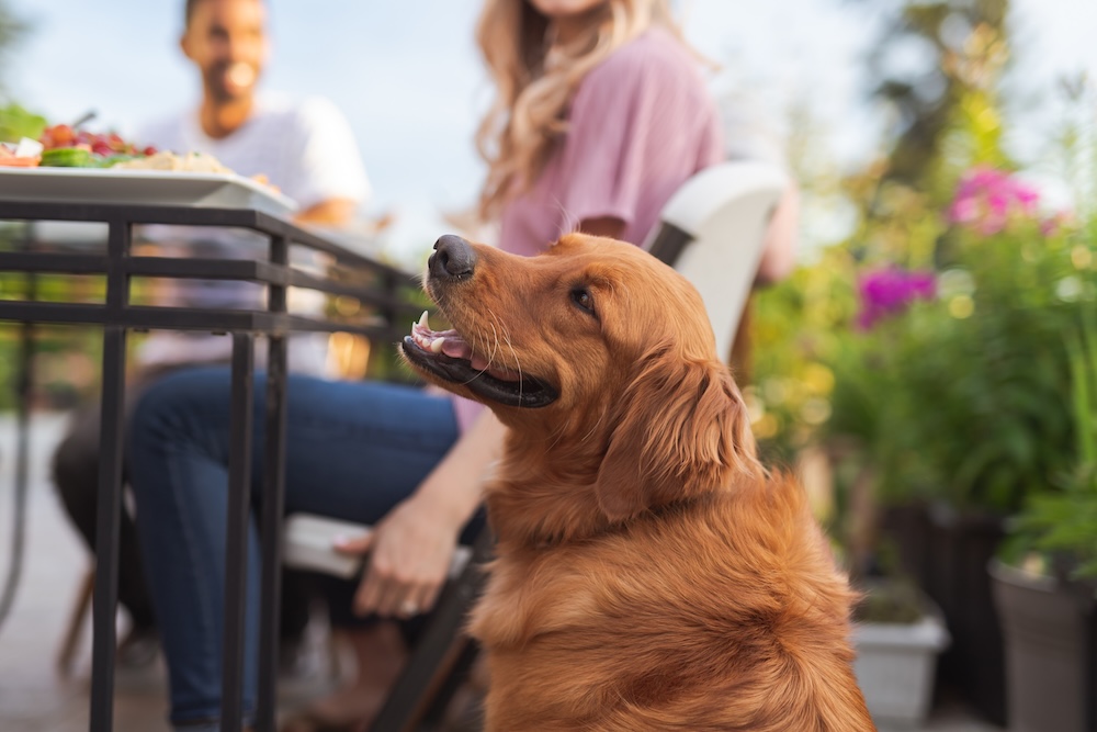 Golden Retriever on a patio at a restaurant on a sunny day