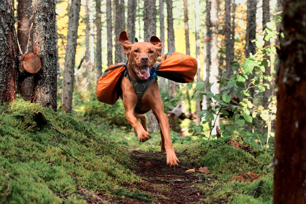 dog running through wooded trail