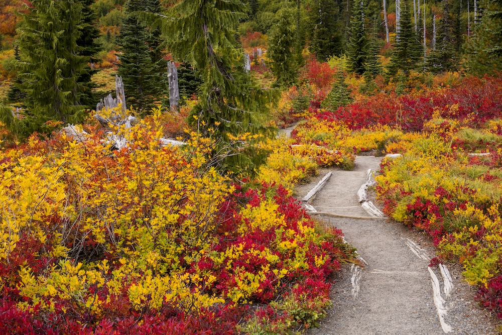 Hiking trail in Mount Rainier National Park surrounded by red and yellow fall foliage