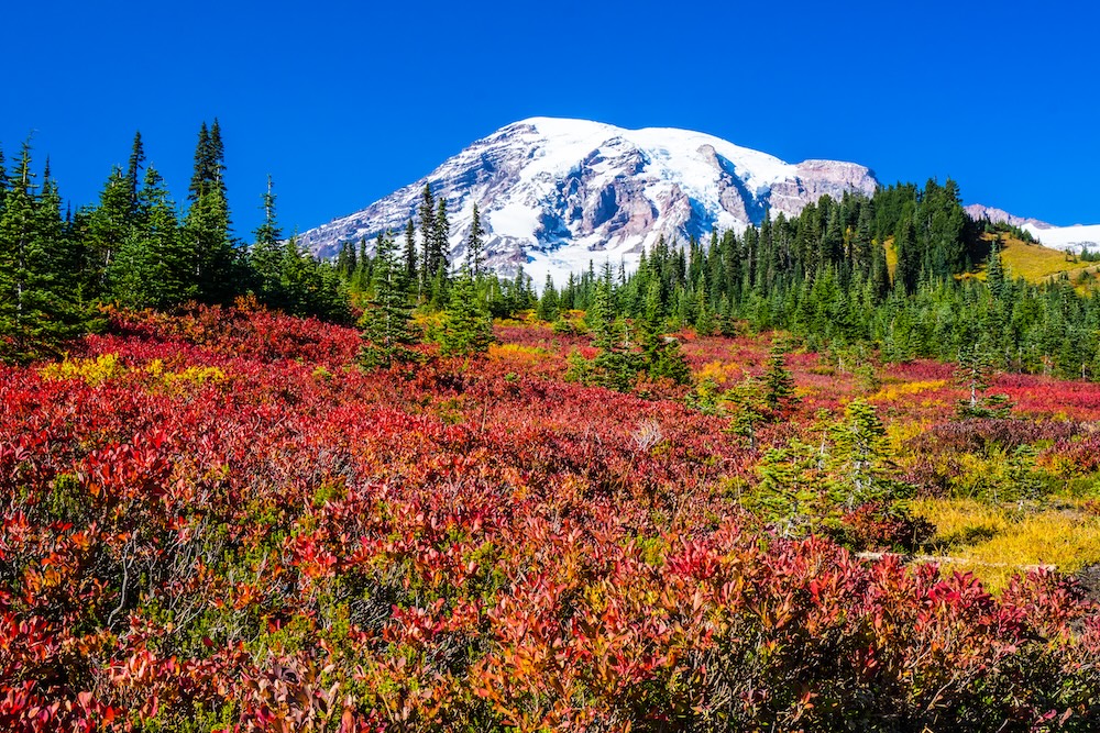 Fall colors in Mount Rainier National Park