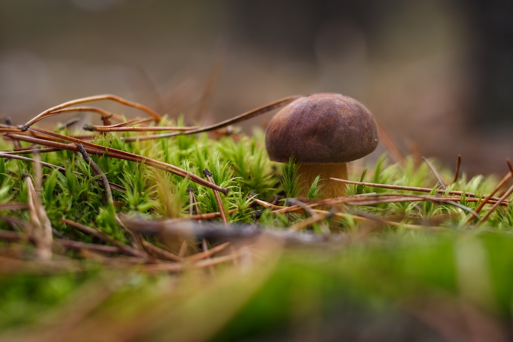 close up of small mushroom growing in moss