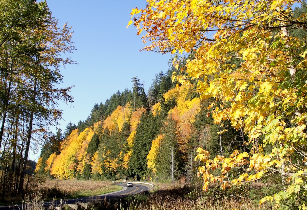 Peak fall foliage in Washington state 
