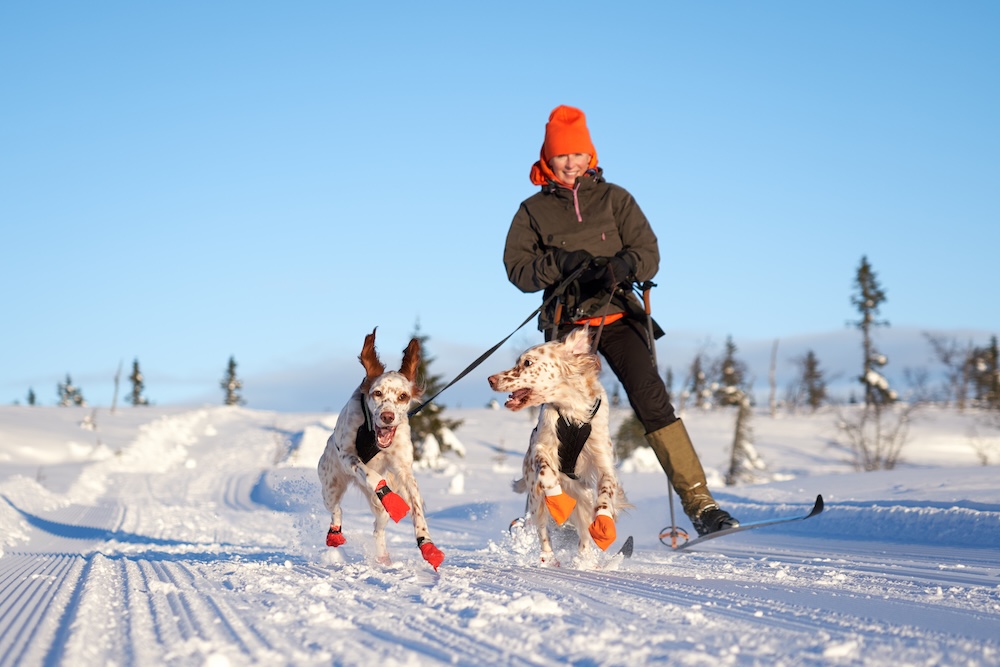 person on cross country skis gliding with their two dogs