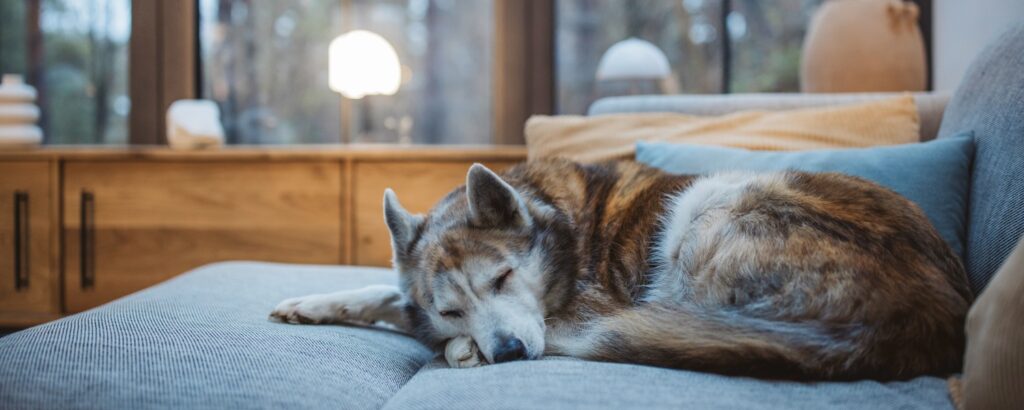 dog asleep on a couch