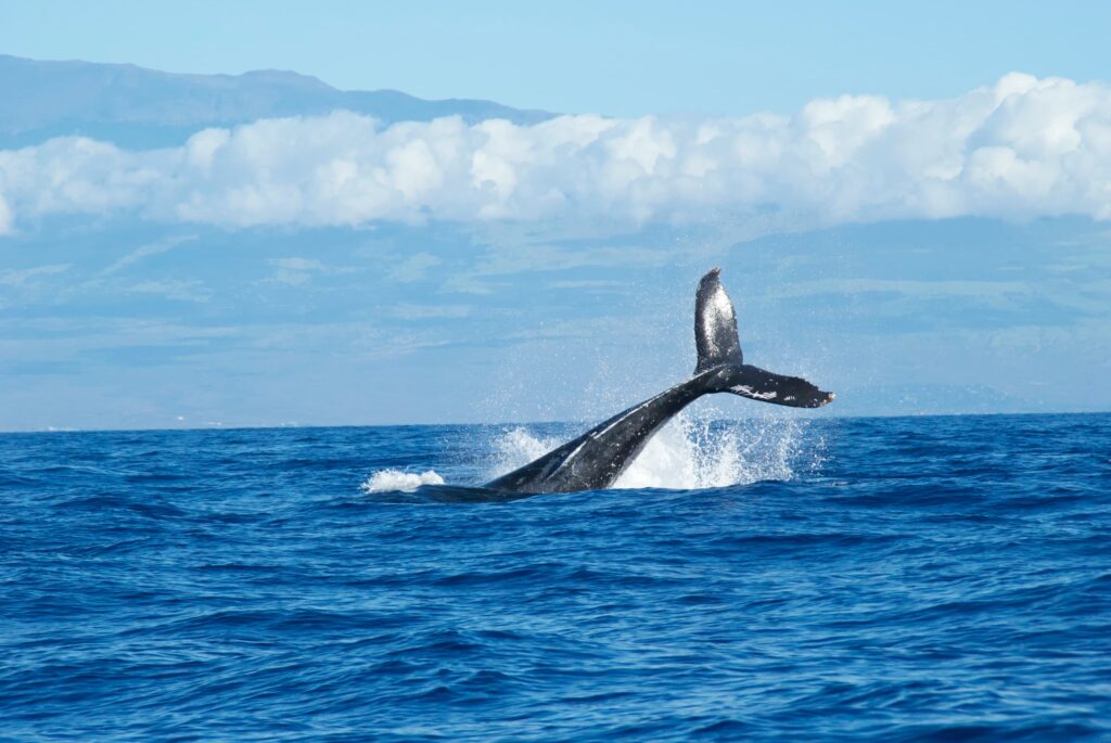 Humpback whale is Mageptera novaeangliae