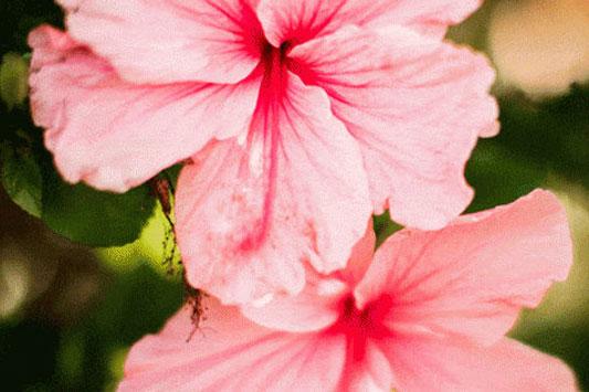 spring flowers in Maui