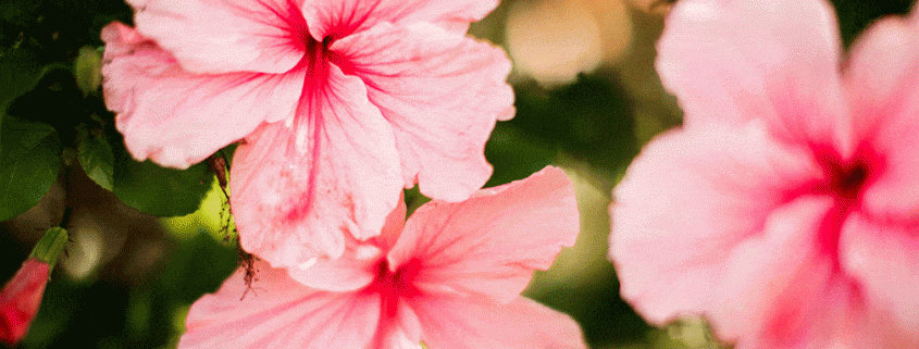 spring flowers in Maui