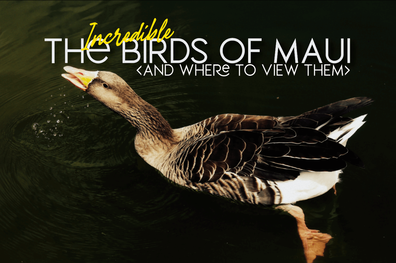 birds of Maui